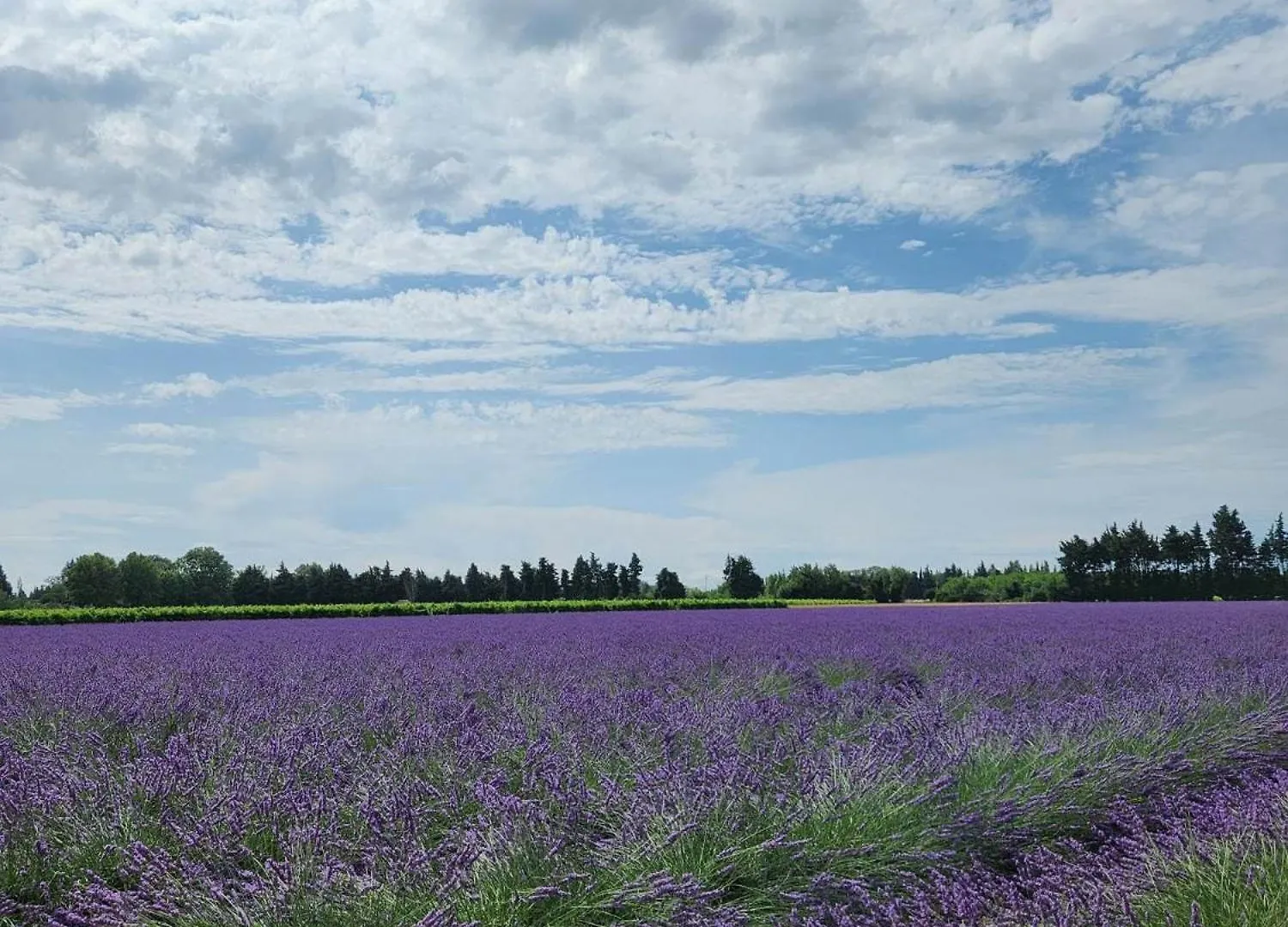Gites Violettes Et Amandier Violès Ferienhaus